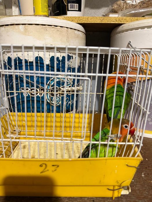 Passaros fisher muito bonitos