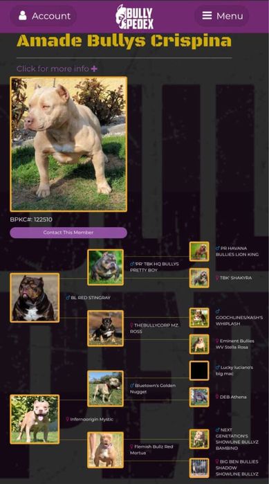 American bully standart