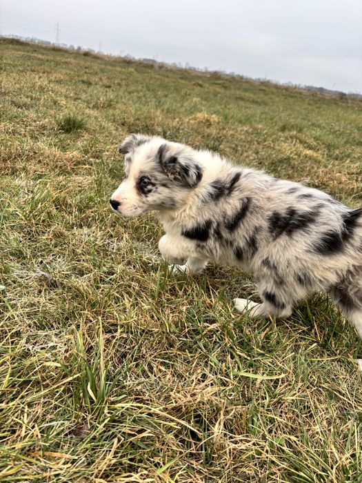 szczeniak border collie