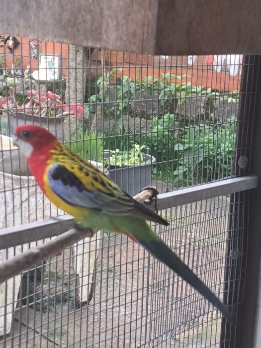 2 machos Roselas omnicolor 17/25