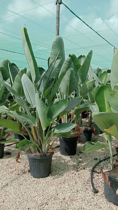 Palma mrozoodporna.  Rośliny egzotyczne.  Yucca rostrata  fortunei