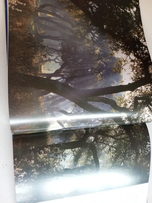 Campo Maior As flores do Povo