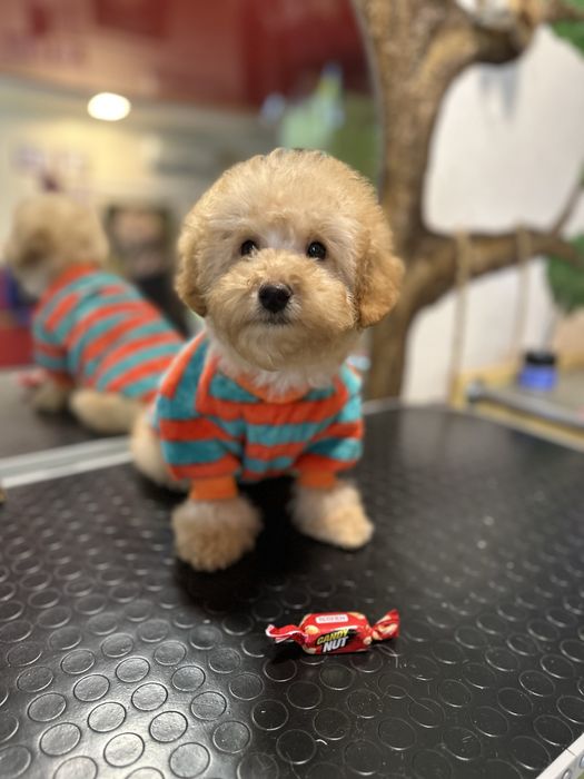 Лапуля пудель мадьчик