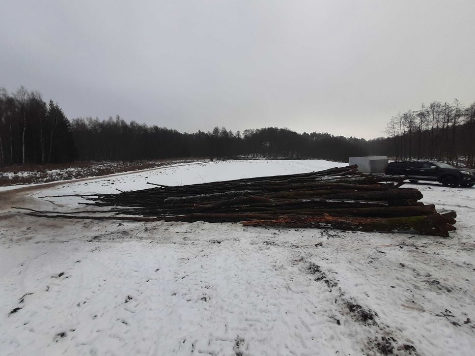 Drzewo Olszynowe długie 12 metrów do tartaku lub na opał  około 100m3