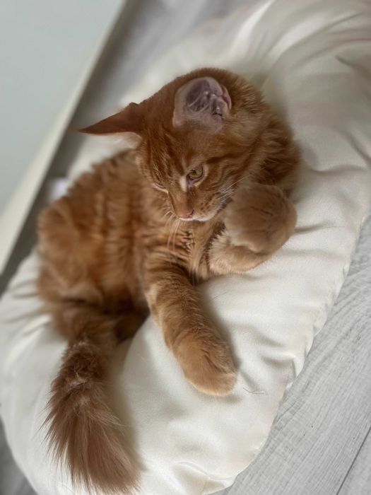 Maine coon koty rasowe