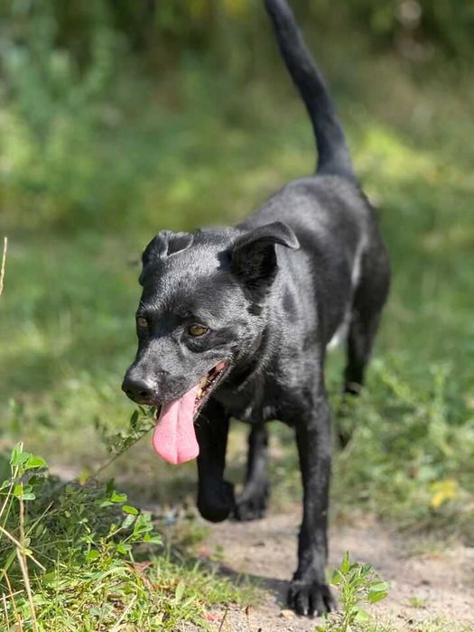 Pies Nr 253/25 BRUTUS Schronisko Chorzów PsiKot
