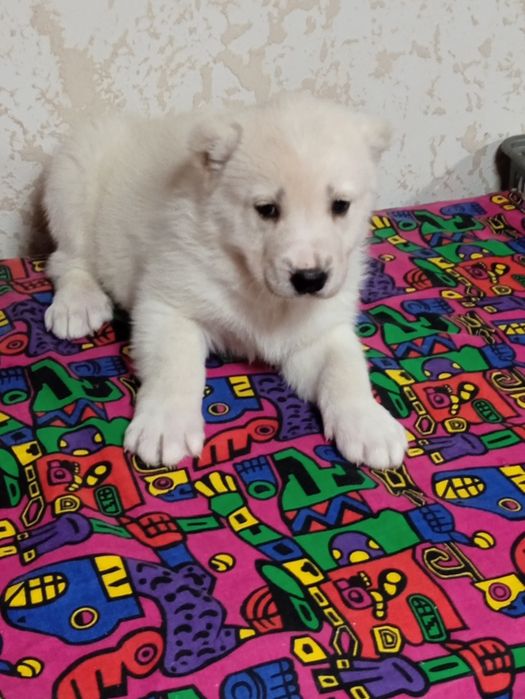 Продається дівчинка  алабая