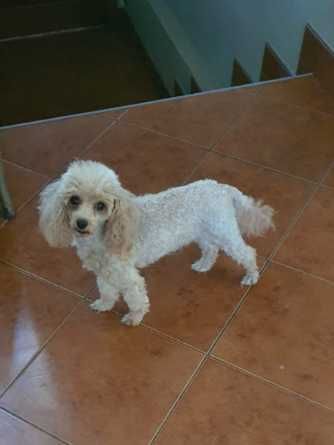 Pudel Toy apricot suczka dorosła