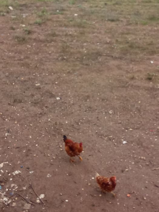 galos pedrês/vermelhos