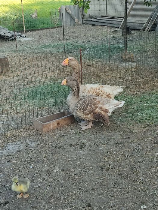 Продам гусей холмогорів та тульських горбоносих