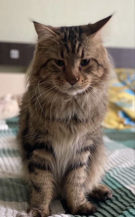 Мейн кун остання дівчика