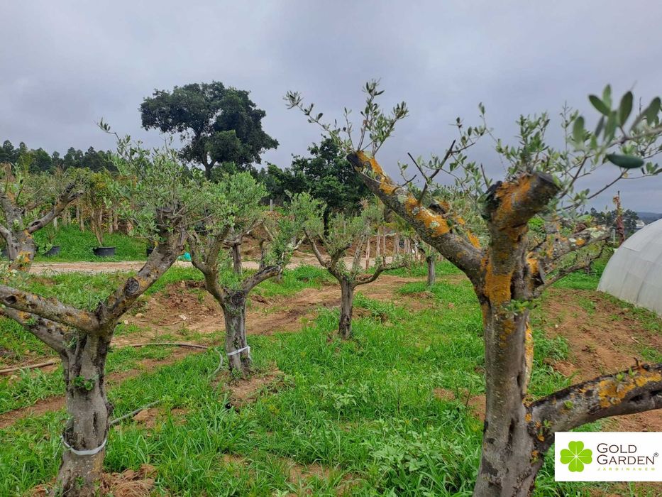 Oliveiras disponíveis! Jardim / Exterior / Plantas /