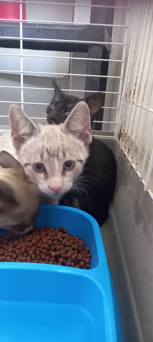 Bebés aos molhinhos