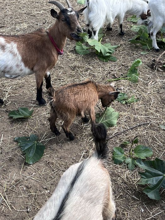 Cabrito anao bebe
