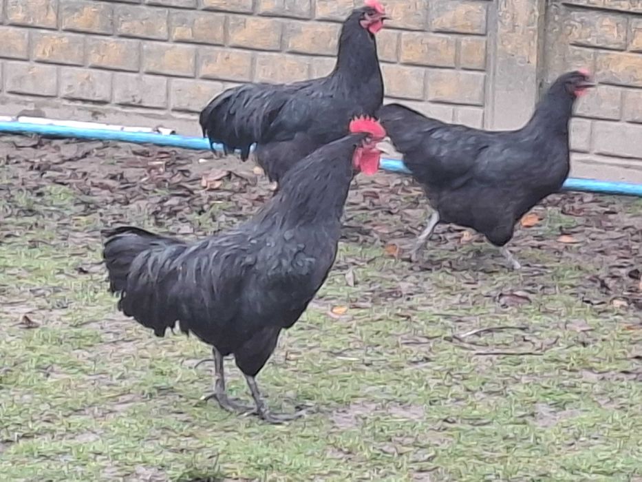 Sprzedam Koguta Australop