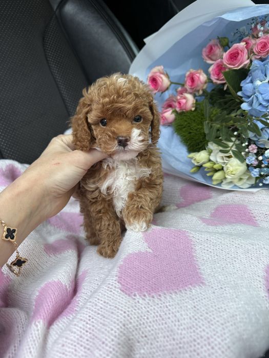 Vip малюки мальтипу