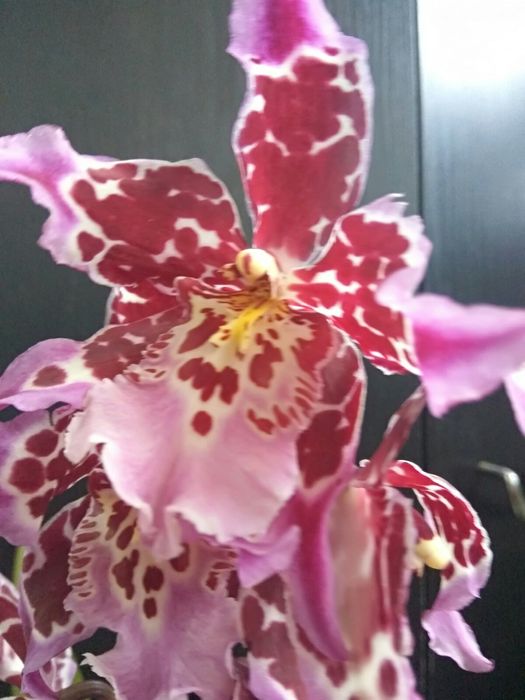 Орхидея Камбрия.