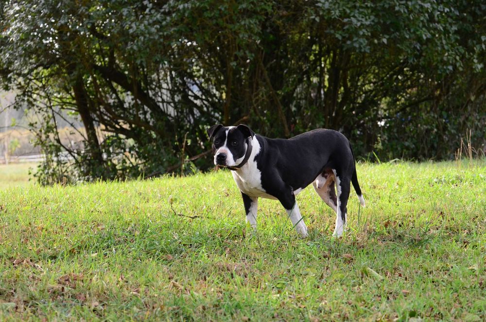 Amstaff do adopcji. Staffordshire terrier szuka domu
