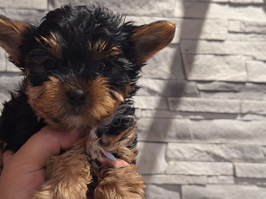 Yorkshire terrier z dokumentami