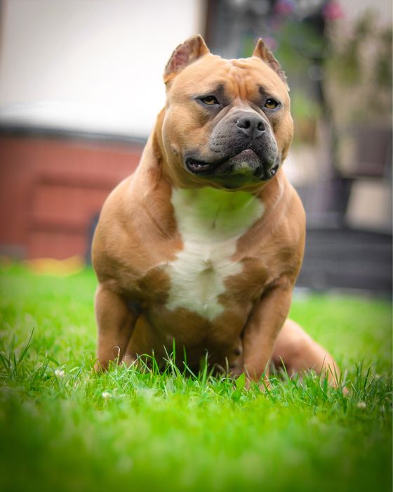 American Bully - APOLLO  - Gotowy do odbioru już teraz!