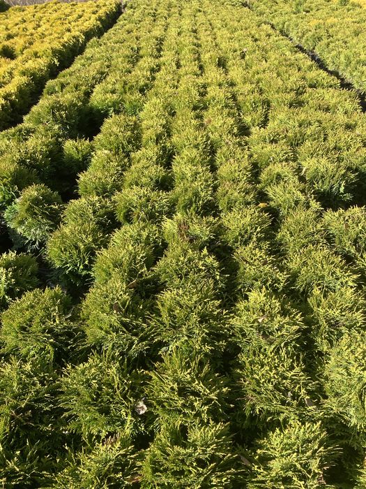 Sprzedam Th Danica  25-35 cm