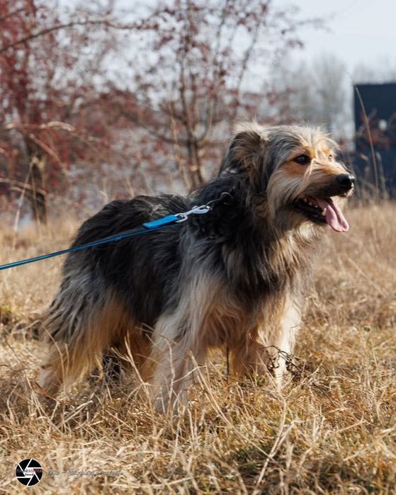 Wspaniały psiak Jantar szuka domu