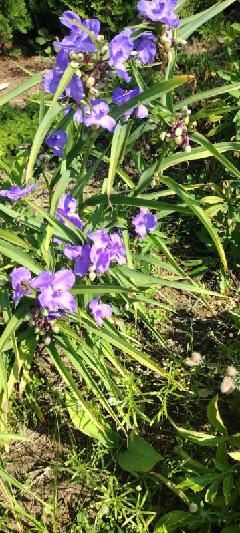 Trzykrotka Andersona niebieska. 5 sztuk