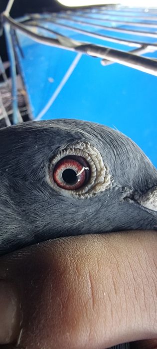 Gołąbek Lotowy Samiczka Syn Olimpijki x Vanvinkel