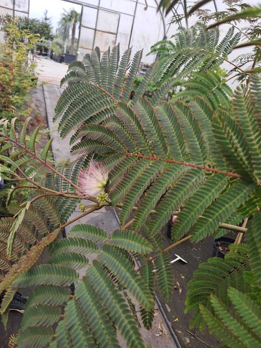 Albicja parasolowata duże drzewo 3.8-4.6m