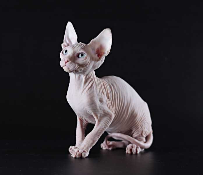 В глазах которых можно утонуть, супер ласковый малыш.