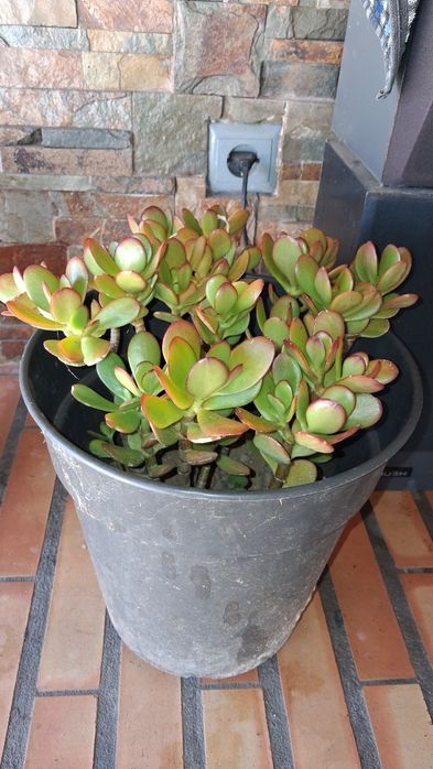 Planta  Flor natural suculenta em vaso redondo