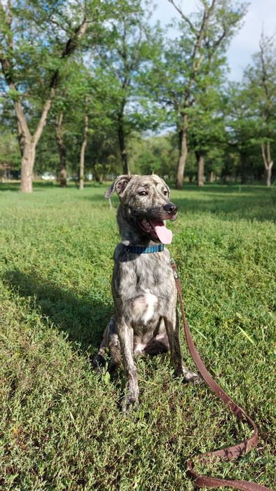 Віддам собаку безкоштовно