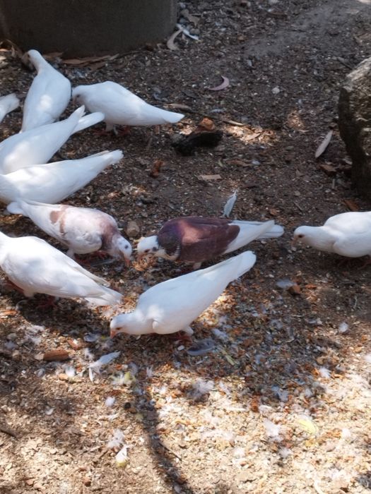 Tenho Pombas de cor branca e malhadas de exlente qualidade para seder.