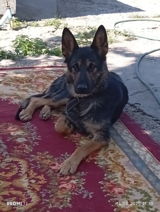 Отдам собачку в хорошие руки