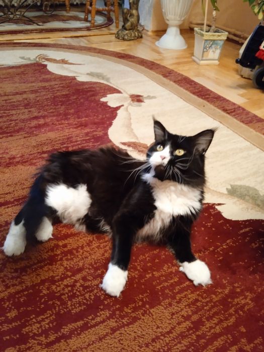 Марсель запрошує куночку .