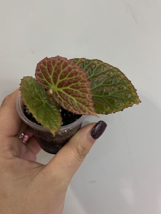 Бегонія dracopelta metalikolor