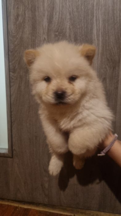 Продам шинків чау чау