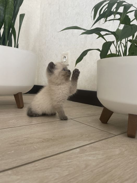 Шотландський блю поінт