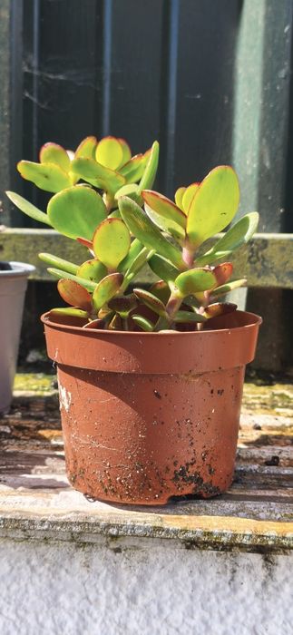 Suculenta (Planta Jade)   "Crassula ovata"