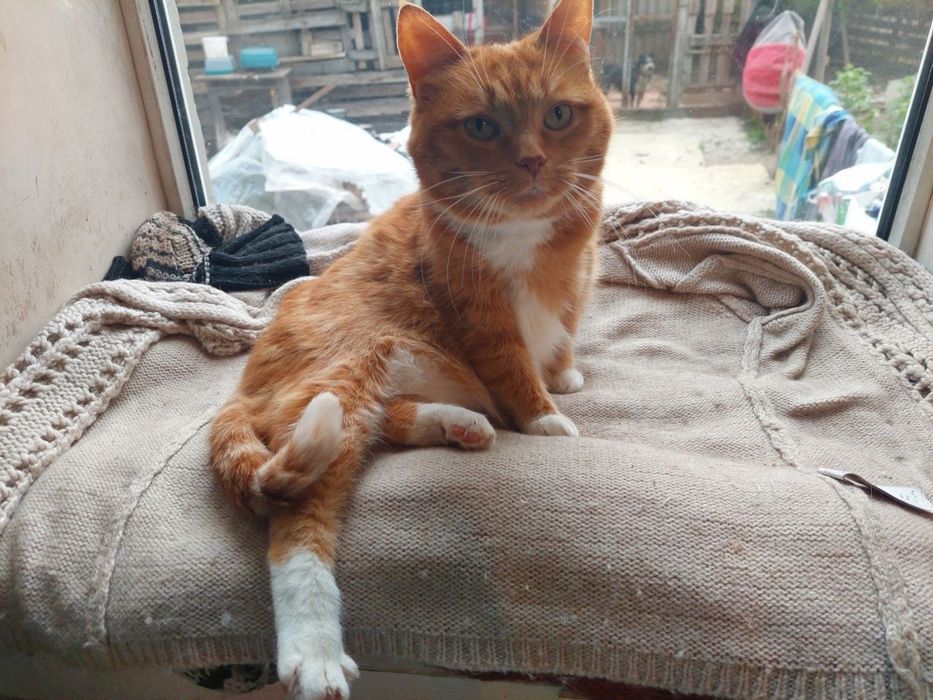 Pilne! Do adopcji piękna kotka ok 3 letnia