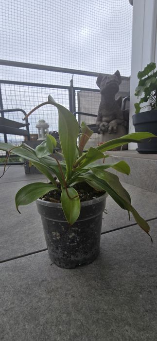 Roślina Dzbanecznik monkey jars