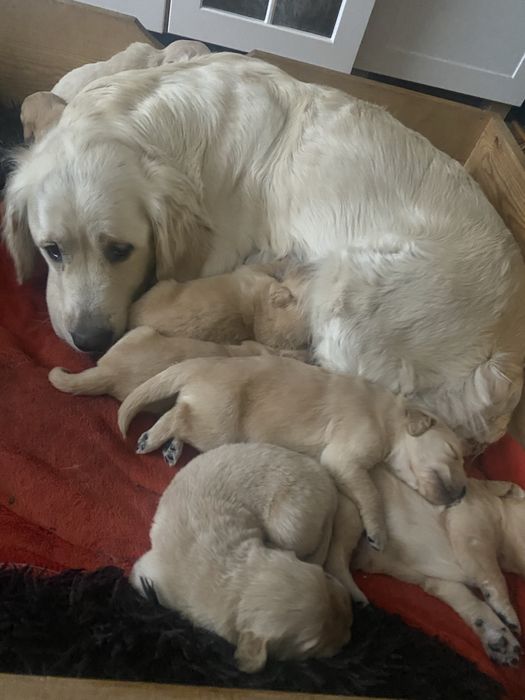 Golden Retriver szczeniaczek