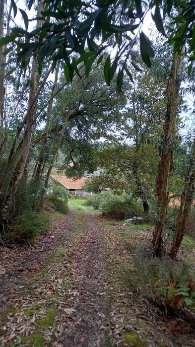 Terreno com 2 aviários