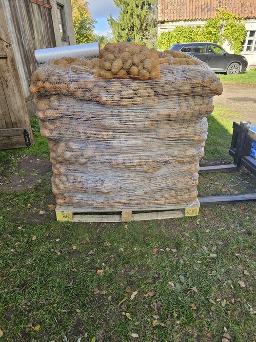 Ziemniaki Arrow,Sifra,Ricarda