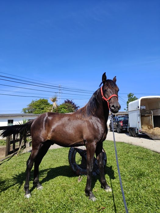 Poldro 2 anos e meio