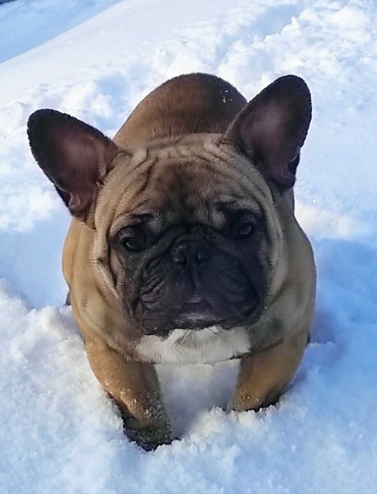 Вязка Французский бульдог палевого окраса