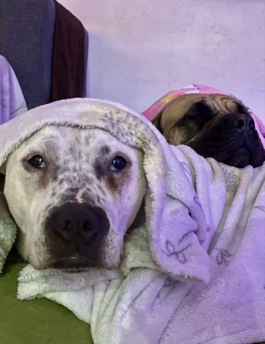 Cadela Pitbull para adoção responsável