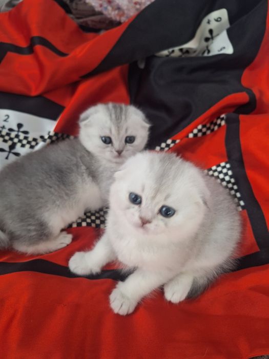 Шотландские котята скотиш фолд