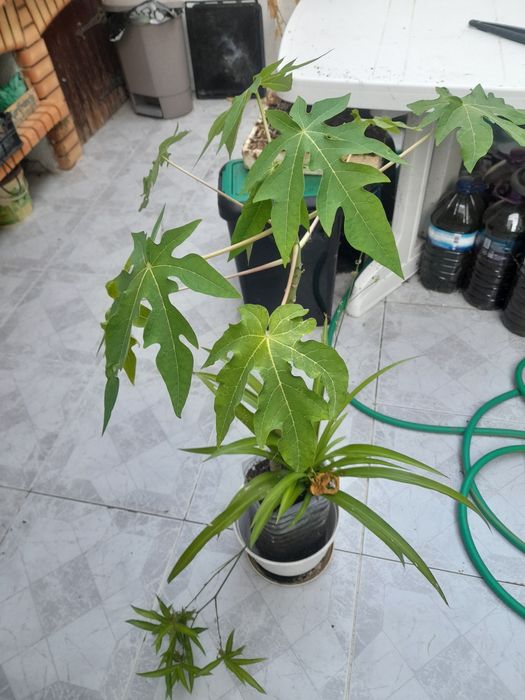 Planta mamão pronta a ser mudada para a terra.
