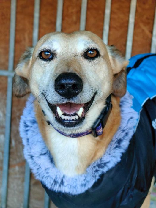 Lubek poleca sie do adopcji!